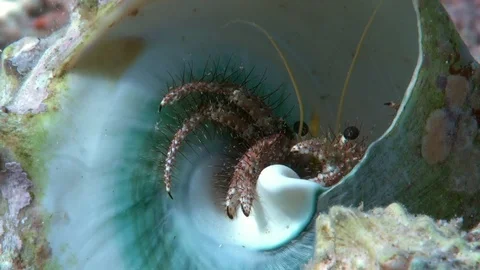 Reef hermit crab (Dardanus lagopodes) on the sand Video stock 97999971