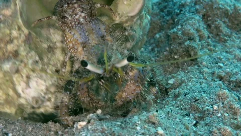 Reef hermit crab (Dardanus lagopodes) on the sand Stock Footage 98442784