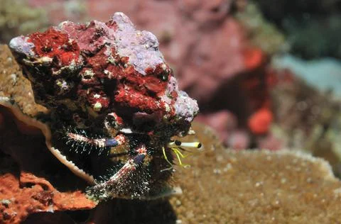 Reef hermit crab Stock Photos