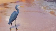 The Reef Heron Hunts For Fish On The Beach Of The Red Sea In Egypt Stock Footage