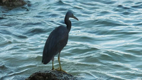 Reef heron on the seashore Stock Footage 226583723