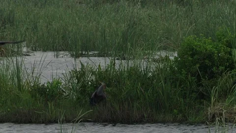 Reef herons chasing each other at the wetlands. Stock Footage 294810861