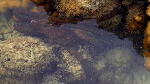 Reef Hunter Changes Color While Stalking a Crab in Shallow Water 스톡 동영상 337985551