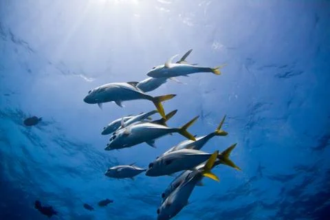 Reef jacks Stock Photos