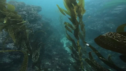 Reef, Kelp and fish Stock Footage 170801180