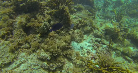 From the reef to the land Stock Footage 42842270