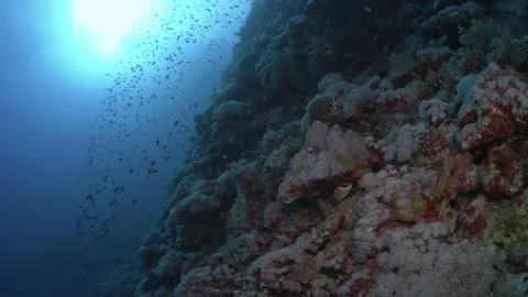 Reef landscape tracking shot Stock Footage 167755965