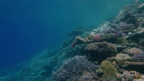 Reef landscape tracking shot Stock Footage 167756124