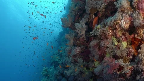 Reef landscape tracking shot Vidéo 167757436