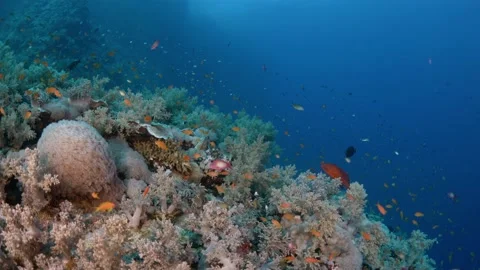 Reef landscape tracking shot Stock Footage 167758519