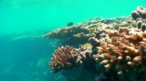 Reef Ledge Stock Footage 330716