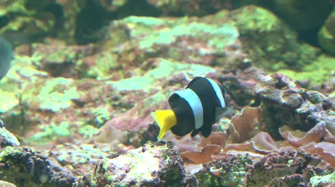 Reef life Stock Footage 30458405