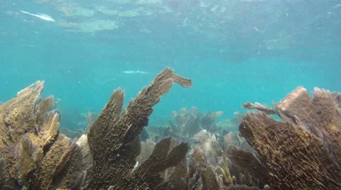 Reef: A long continuous shot. Stock Footage 7755991