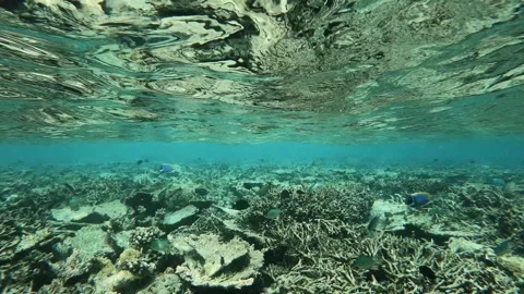 A reef with a lot of different fish, destroyed by coral dieback Stock Footage 249054248