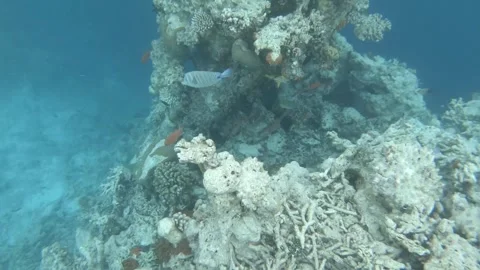 A reef with a lot of different fish, destroyed by coral dieback Stock Footage 249055024