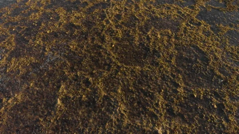 Reef in low tide at sunset 库存影片 131264385