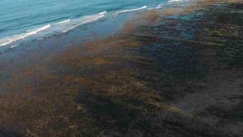 Reef in low tide at sunset with palm tree shadows 库存影片 131265452