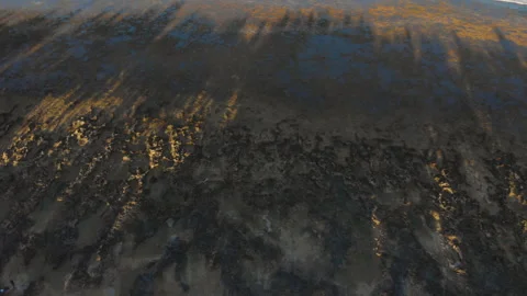 Reef in low tide at sunset with palm tree shadows 库存影片 131324460