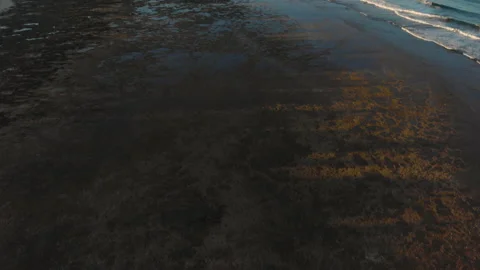 Reef in low tide at sunset with palm tree shadows 库存影片 131324968