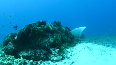 Reef Manta ray being cleaned at coral reef station 스톡 동영상 333271359