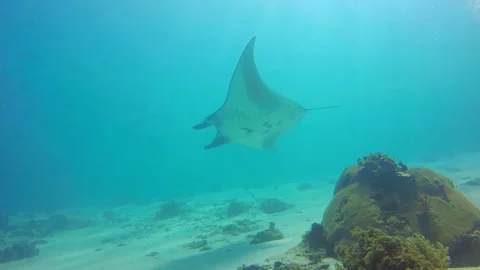 Reef manta ray close shot from underneath while scuba diving Stock Footage 131173464