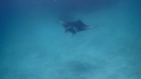 Reef Manta Ray Doing Backflip in Maldives Stock-Footage 335897999