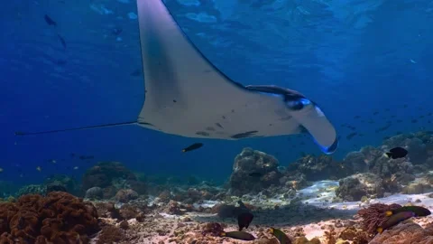 Reef manta ray gliding gracefully over a coral reef in clear blue ocean water Stock Footage 340256000