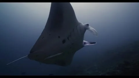 Reef Manta Ray Gliding Over Coral Reef Stock Footage 338241429