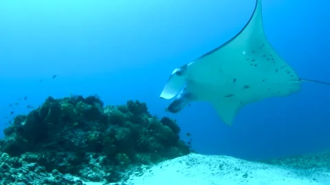 Reef Manta Ray Hovering Over Cleaning Station 스톡 동영상 333271080