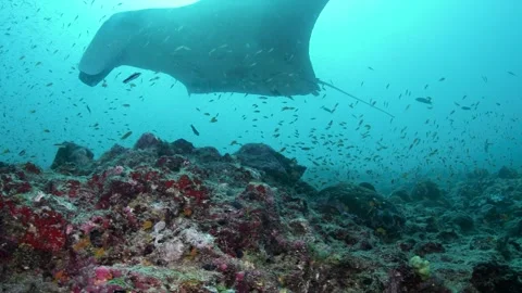 Reef Manta Ray, Mobula alfredi in Maldives Stock Footage 330275267
