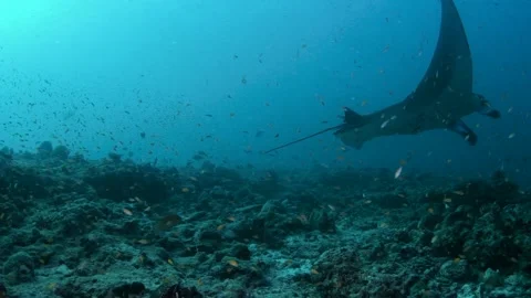 Reef Manta Ray, Mobula alfredi, Maldives Stock Footage 330275485