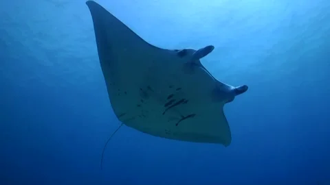 Reef Manta Ray (Mobula alfredi) swims Overhead - Tubbataha Reefs, Philippines Video stock 334735744