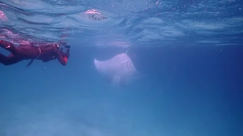 Reef Manta Ray Surface Feeding in Maldives Видео 335898027