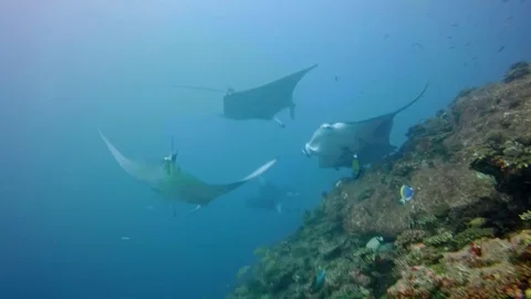 Reef manta rays flying through the ocean Stock Footage