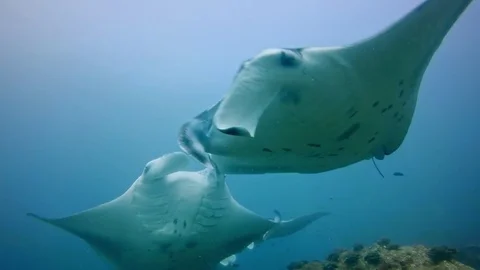 Reef manta rays flying through the ocean Stock Footage