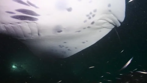 Reef Manta Rays (Mobula alfredi) at the night, Maldives Видео 330277486