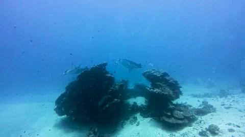 Reef manta rays swimming at a coral reef cleaning station Stock Footage 315519171