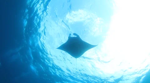 Reef Manta Rays swimming underwater in ocean of Bali, Indonesia Vidéo 66863634