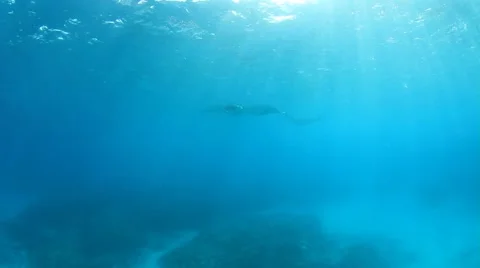 Reef Manta Rays swimming underwater in ocean of Bali, Indonesia Stockbeeldmateriaal 66878084
