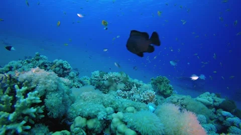 Reef Marine Underwater Scene Stock Footage 330942226