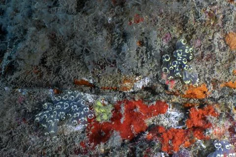 Reef Micro-World: Painted Tunicates and Encrusting Sponges on a Coral Reef Stock Photos