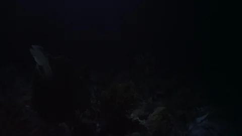 Reef at night to moonlight Stock Footage 111840250