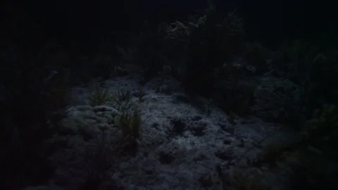 Reef at night to moonlight Stock Footage 111840428