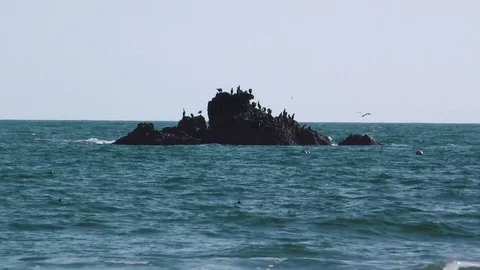 Reef in the ocean on which birds live  Stock Footage 84005728