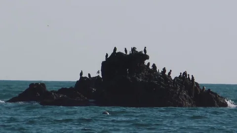Reef in the ocean on which birds live  Stock Footage 84005820