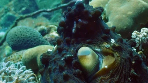 Reef octopus 4K Stock Footage 331276490