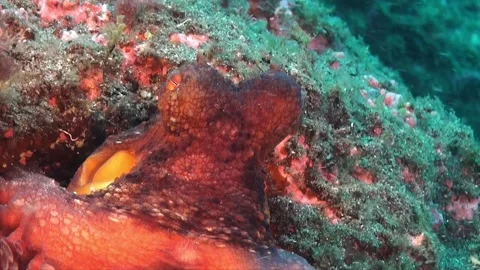 Reef Octopus close up in strong current in the Mediterranean Sea Stock Footage 156589199
