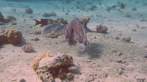 Reef octopus on coral. 4k 動画素材 128553531