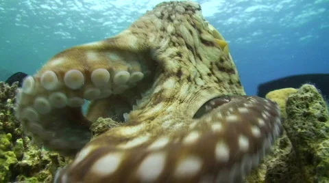 Reef octopus Vidéo 736928