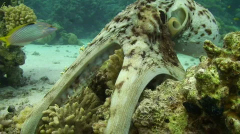 Reef octopus Vidéo 738119